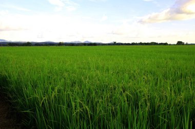Tayland 'daki pirinç tarlaları