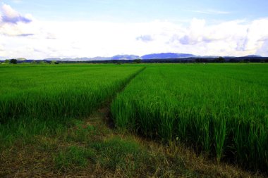Tayland 'daki pirinç tarlaları