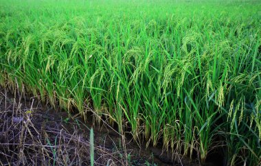 Tayland 'daki pirinç tarlaları