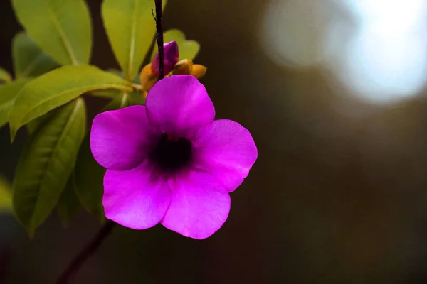 美しいハイビスカスの花のイメージ — ストック写真