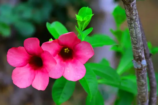 Kép gyönyörű hibiszkusz virágok — Stock Fotó