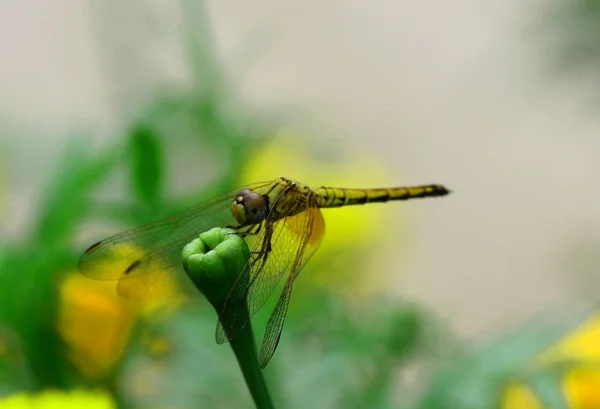 Piękny dragonfly, dragonfly złowionych gałęzie. — Zdjęcie stockowe
