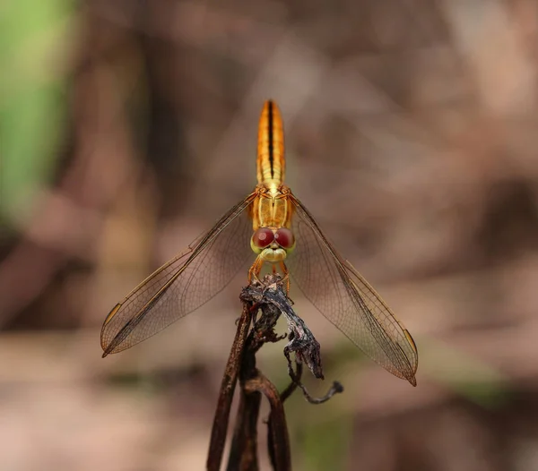 Vackra dragonfly, trollslända fångade grenarna. — Stockfoto