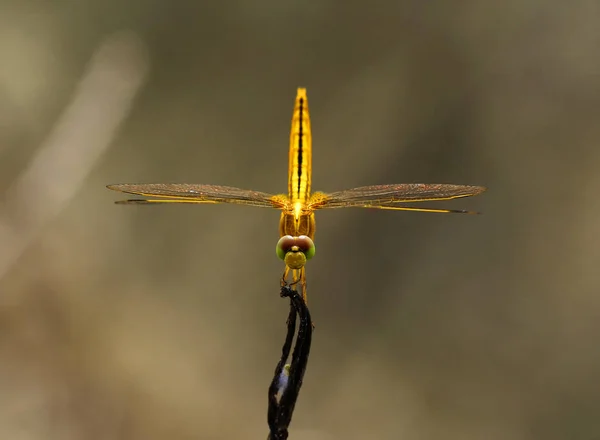 Vackra dragonfly, trollslända fångade grenarna. — Stockfoto