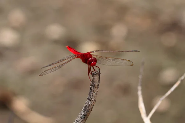 Vackra dragonfly, trollslända fångade grenarna. — Stockfoto