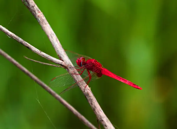 Libélula bonita, libélula pegou os ramos . — Fotografia de Stock
