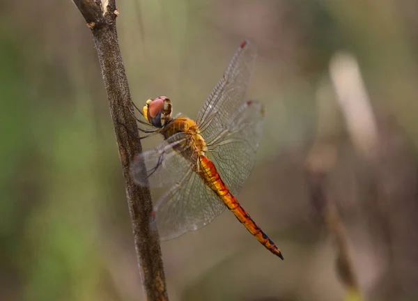 Vackra dragonfly, trollslända fångade grenarna. — Stockfoto