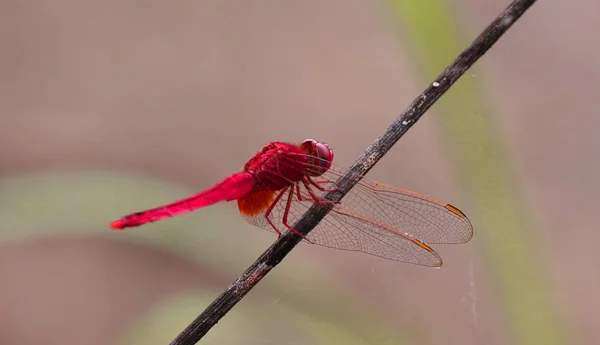 Vackra dragonfly, trollslända fångade grenarna. — Stockfoto