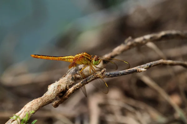 Libélula bonita, libélula pegou os ramos . — Fotografia de Stock