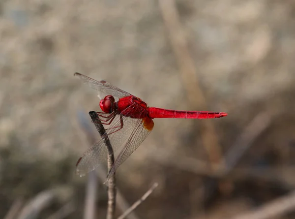 Όμορφη dragonfly, dragonfly αλιεύονται τα κλαδιά. — Φωτογραφία Αρχείου