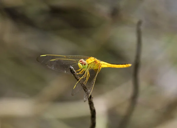 Όμορφη dragonfly, dragonfly αλιεύονται τα κλαδιά. — Φωτογραφία Αρχείου