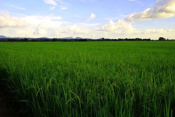 Rice fields in Thailand — Stock Photo, Image