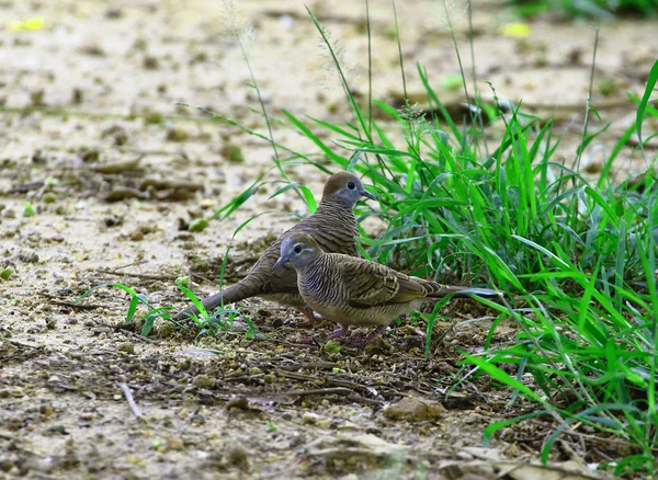 A pair of doves, animals, nature, romance. — Stock Photo, Image