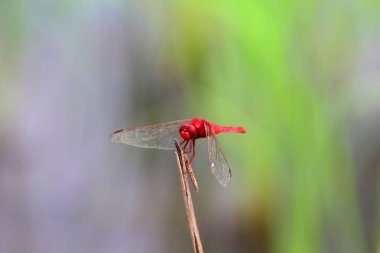 Güzel bir yusufçuk görüntüsünü yakaladı twigs, doğa, kanatlar, sinek.