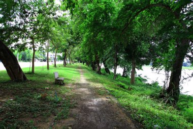 Tayland park boyunca Ağaçlar