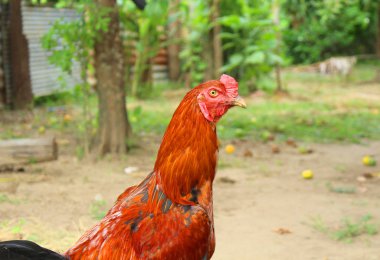 Görüntü Gamecocks, Tayland