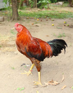 Görüntü Gamecocks, Tayland