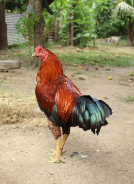 Görüntü Gamecocks, Tayland
