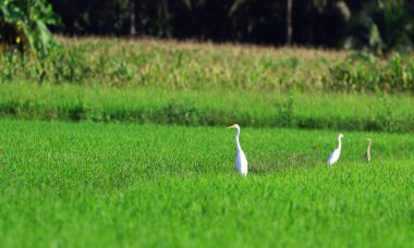 Tayland 'da bir tarlada Akbalıkçıl.