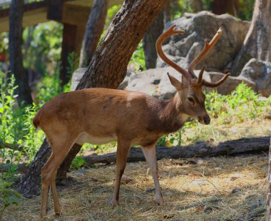 Geyik Tayland Hayvanat Bahçesi, yaban hayatı koruma, hayvan ve doğa.