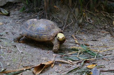 Tayland bir Hayvanat Bahçesi'nde kaplumbağa