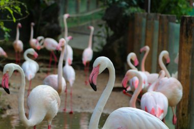 Flamingolar Tayland hayvanat bahçesinde görüntüleri.
