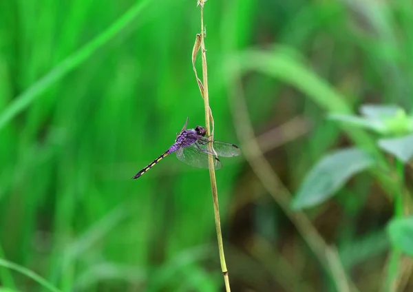 A kép egy gyönyörű szitakötő fogott gallyak, jellegére, szárnyak, repülni. — Stock Fotó