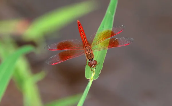 Das Bild einer schönen Libelle gefangen Zweige, Natur, Flügel, Fliege. — Stockfoto