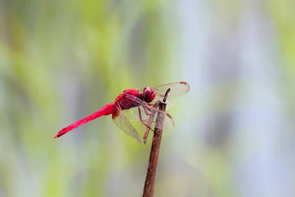 L'image d'une belle libellule attrapée brindilles, nature, ailes, mouche . — Photo