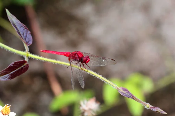 Libélula bonita, insetos, animais, natureza, ao ar livre, pegando ramos libélulas — Fotografia de Stock