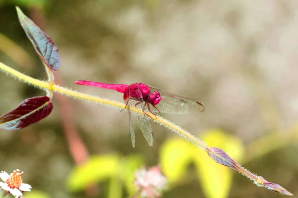 Belle libellule, insectes, animaux, nature, à l'extérieur, attraper des branches de libellules — Photo