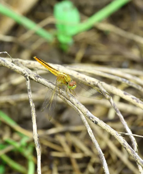 Hermosa libélula, insectos, animales, naturaleza, al aire libre, la captura de las ramas libélulas —  Fotos de Stock