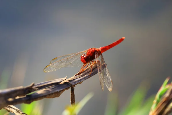Schöne Libellen, Insekten, Tiere, Natur, im Freien, fangen — Stockfoto