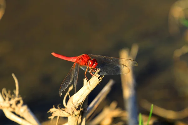 Schöne Libellen, Insekten, Tiere, Natur, im Freien, fangen — Stockfoto