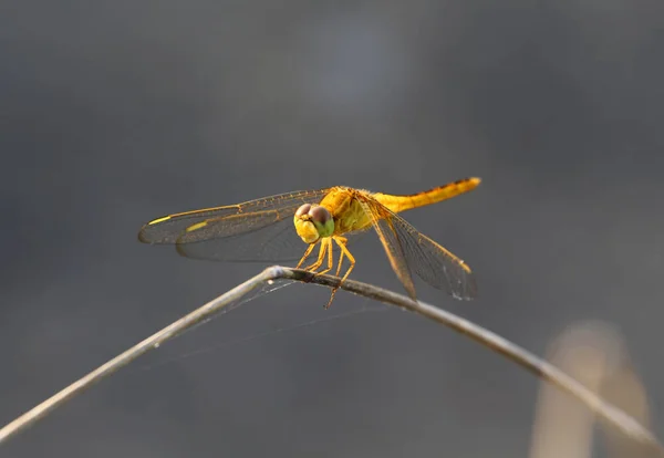 Schöne Libellen, Insekten, Tiere, Natur, im Freien, fangen — Stockfoto