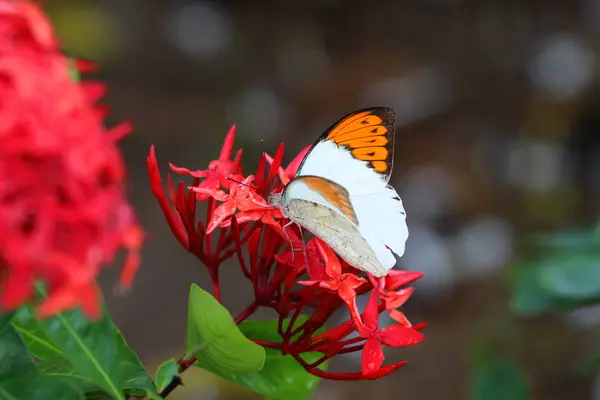 Kép pillangó a virágok Thaiföldön — Stock Fotó
