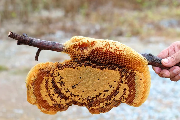 Image des branches en nid d'abeille en Thaïlande — Photo