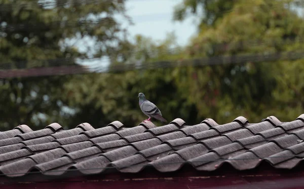 Pombos empoleirados no telhado . — Fotografia de Stock