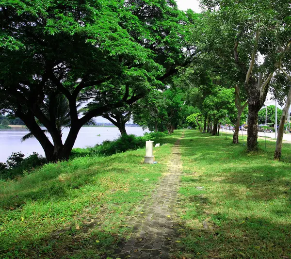 Деревья вдоль парка в Таиланде — стоковое фото