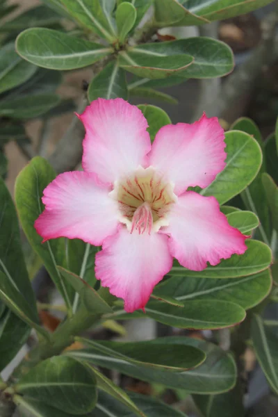 Image of Azalea flower in Thailand — Stock Photo, Image