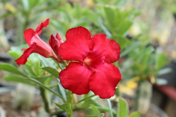Kép Azalea virág Thaiföldön — Stock Fotó