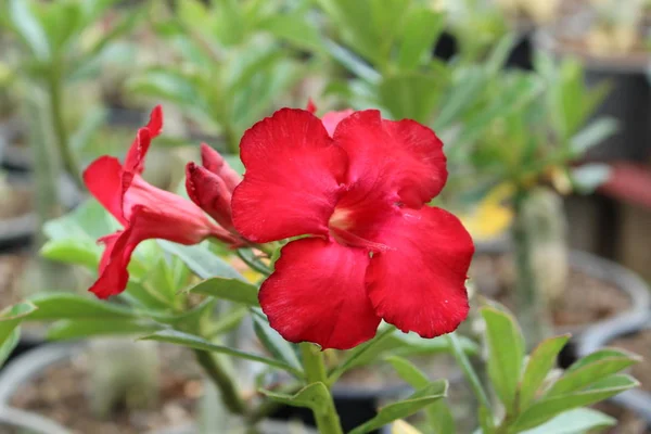 Kép Azalea virág Thaiföldön — Stock Fotó