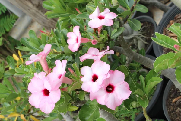 Image of Azalea flower in Thailand — Stock Photo, Image