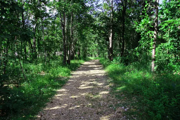 Path in a forest in Thailand, nature, travel. — Stock Photo, Image