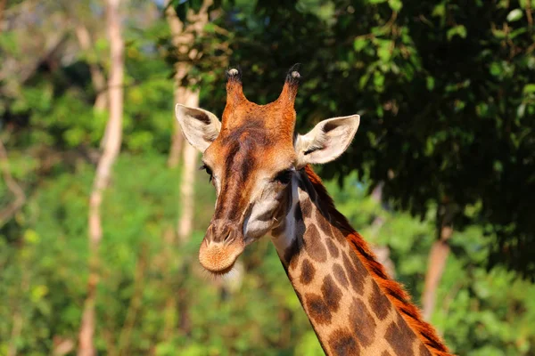 Close-up head of a giraffe in the zoo, Thailand. — Stock Photo, Image