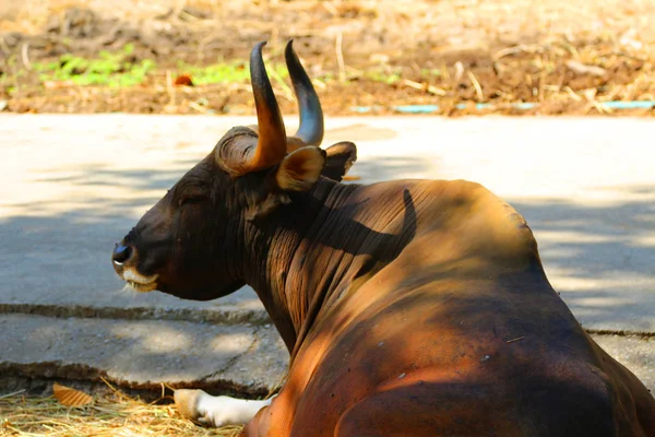 Red Bulls em jardins zoológicos, proteção da vida selvagem, animais e natureza . — Fotografia de Stock