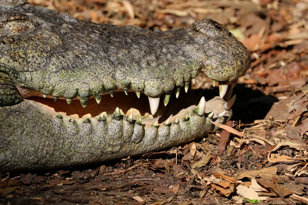 Close up picture of the head of a crocodile zoo in Thailand. — Stock Photo, Image