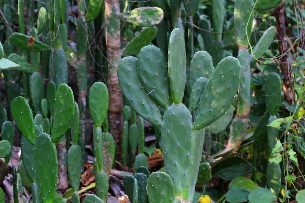 La natura verde del cactus in giardino . — Foto Stock