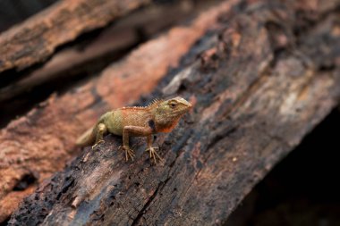 Bukalemun Tayland, Tayland sürüngen