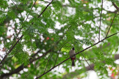 Ağaçlar, doğa sesleri, Buibui kuşları yakalamak.